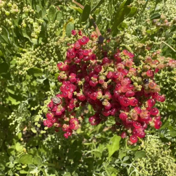 Coastal-saltbush