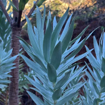 Silver tree
