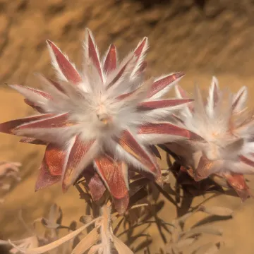 Leucadendron plumosum
