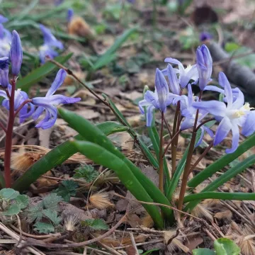 Хионодокса Люцилии