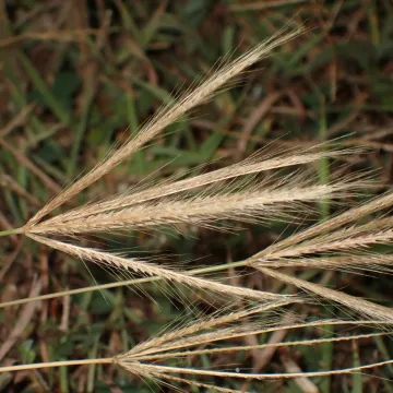 Chloris divaricata