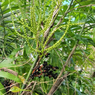 Bamboo Palm