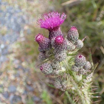 Marsh thistle