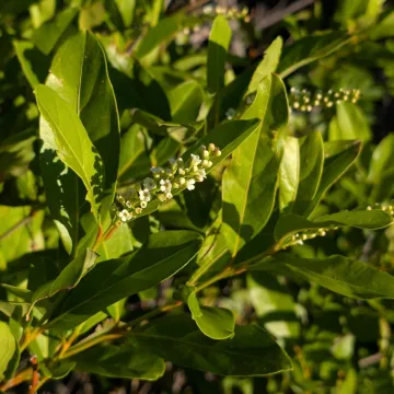 Fiddlewood