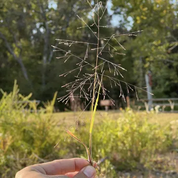 Просо филадельфийское