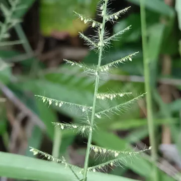 Rugoloa pilosa