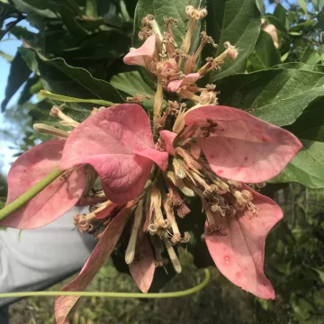 Pinckneya bracteata