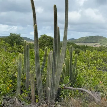Pseudopilocereus