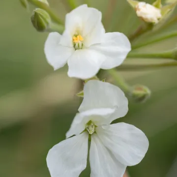 Пеларгония луридум