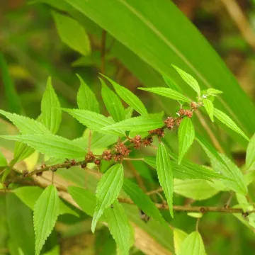 Phenax sonneratii