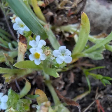 Scouler's popcorn flower