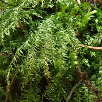 Plagiothecium succulentum