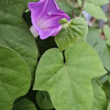 Pharbitis