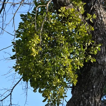 American mistletoe