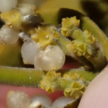 Hairy Phoradendron