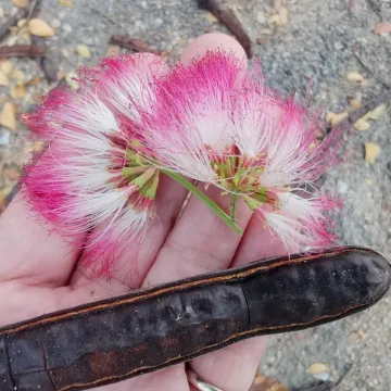 Саманея Саман