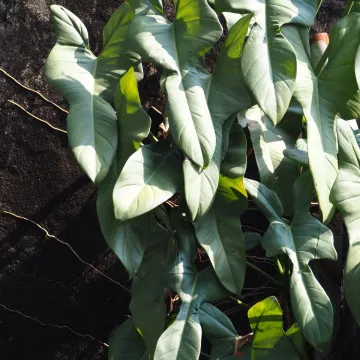 Philodendron bipennifolium