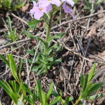 Clausia aprica