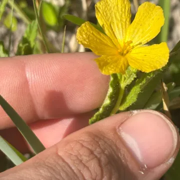 Пірікета цистоїдна