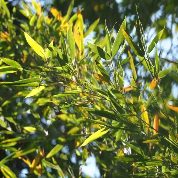 Філостахіс Макіно