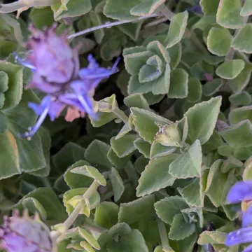Pycnostachys