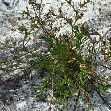 Polypremum