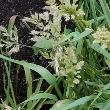 Polypogon fugax