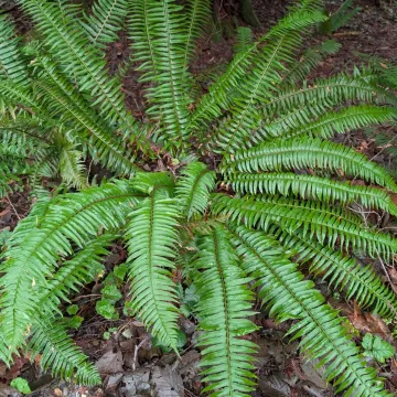 Western sword fern