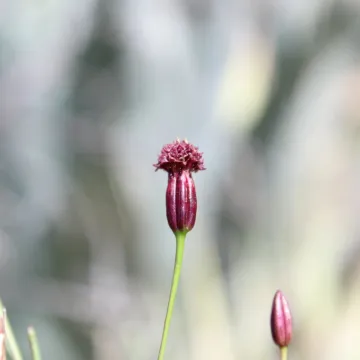 Porophyllum coloratum