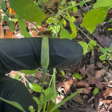 Porophyllum ruderale