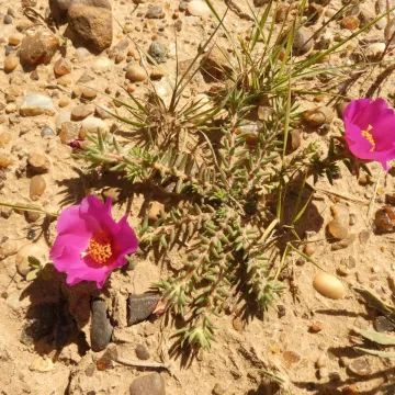 Portulaca gilliesii