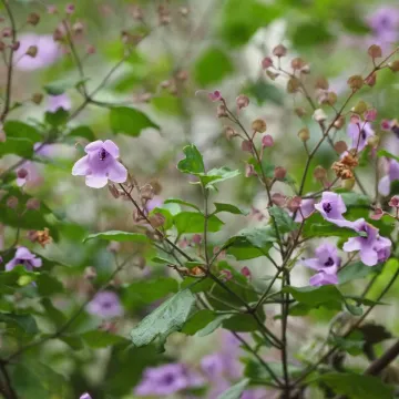Balm-leaf mint bush