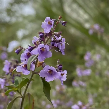 Prostanthera ovalifolia