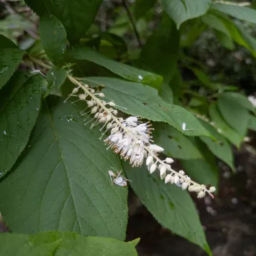 Mountain sweet pepperbush