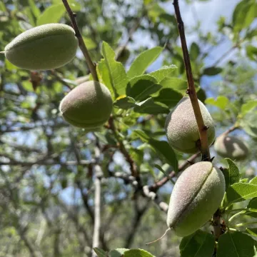 Миндаль бухарский