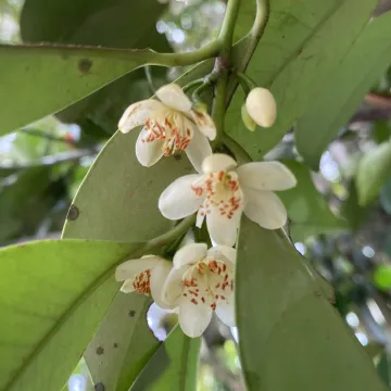 Cleyera japonica
