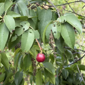 Catalina cherry