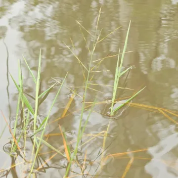 Псевдорафис колючий