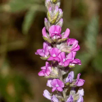 Cullen australasicum