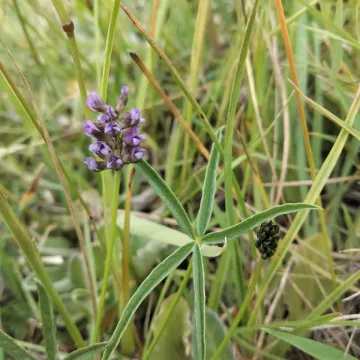 Каллен цепкий