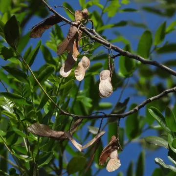 Pterogyne nitens
