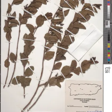 Dendropemon purpureus