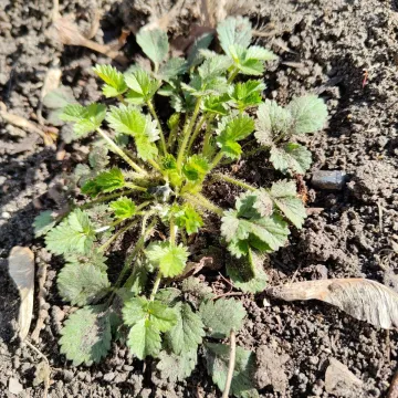 Norwegian cinquefoil
