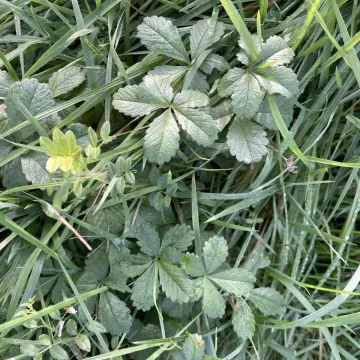 Creeping cinquefoil