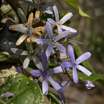 Petrea