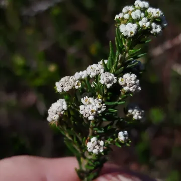 Phylica ericoides