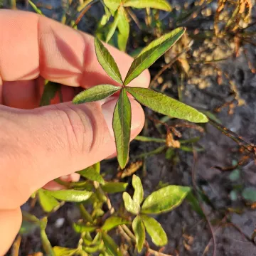 Quamoclit