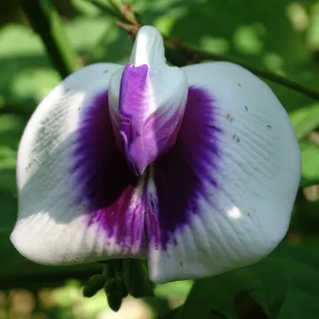 Centrosema plumieri