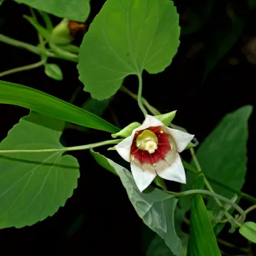 Кодонопсис яванский