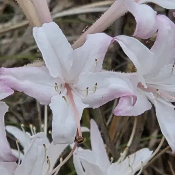 Рододендрон атлантичний